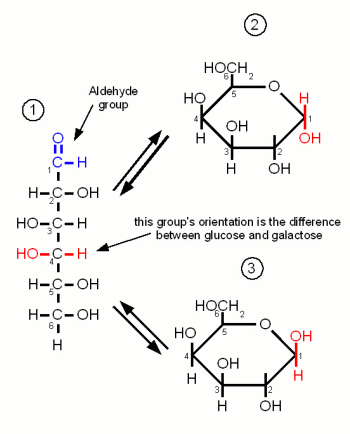 File:Galactose.gif