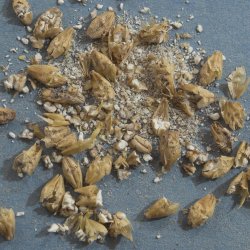 File:Crush moist normal 250x250.jpg