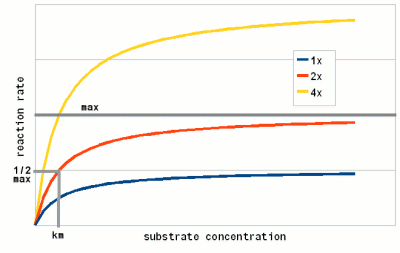File:Enzyme substrate concentration.gif